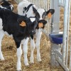 Кормушка для воды и миски для животных
