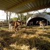 Calf igloo