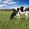 Animal electric fences