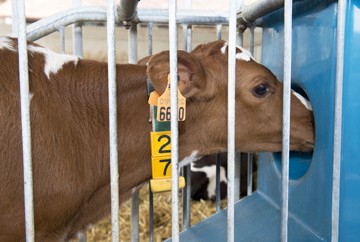 Calf feeding