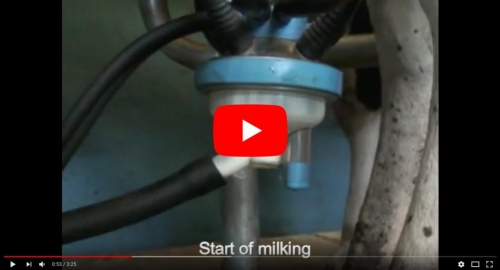 Rotary milking parlour - Herringbone internal milking