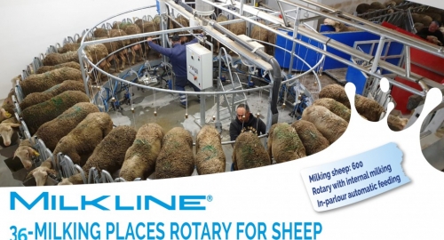 Nuova giostra a 36 posti per pecore 