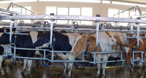 New 16+16 Milking parlour for cows with MILKIT P4C